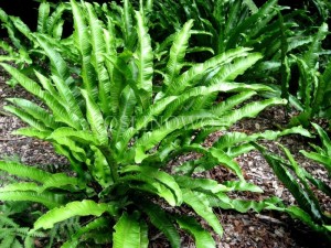 Języcznik zwyczajny (Phyllitis scolopendrium)